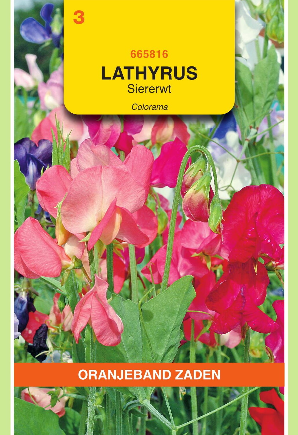 OBZ Lathyrus Reuk- Of Siererwt Zaden Colorama Gemengd