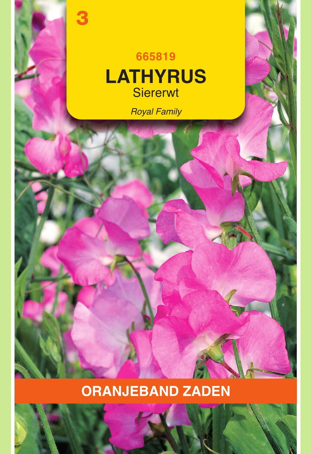 OBZ Lathyrus Reuk- Of Siererwt Zaden Royal Roze