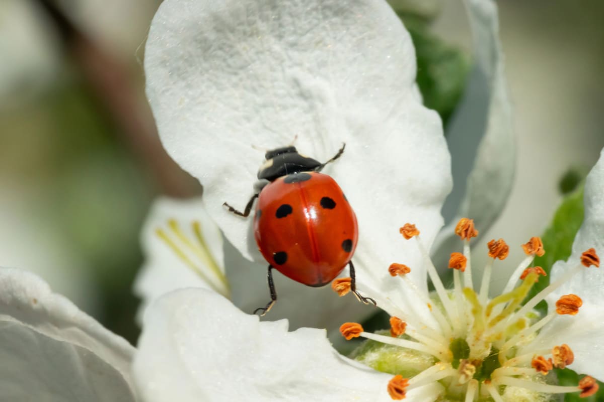 Natuurlijk bestrijden: zaai deze beschermplanten
