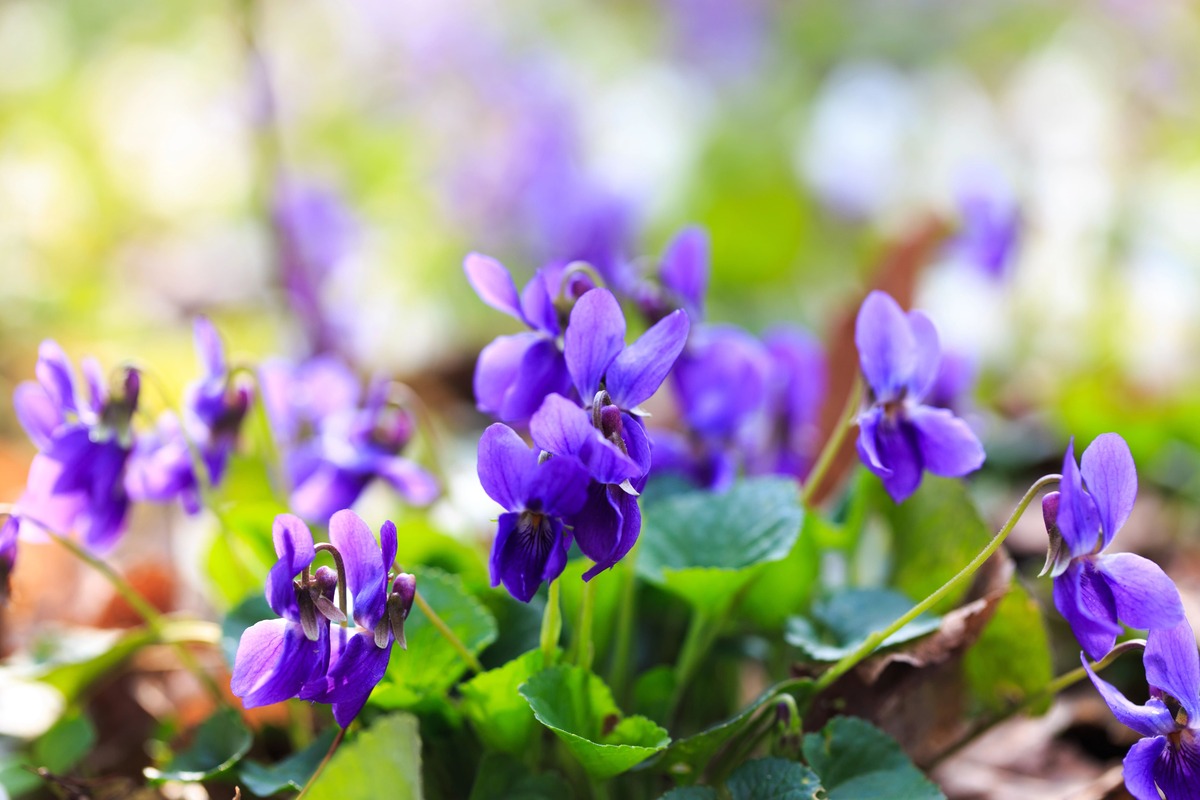 welke soorten viooltjes zijn er