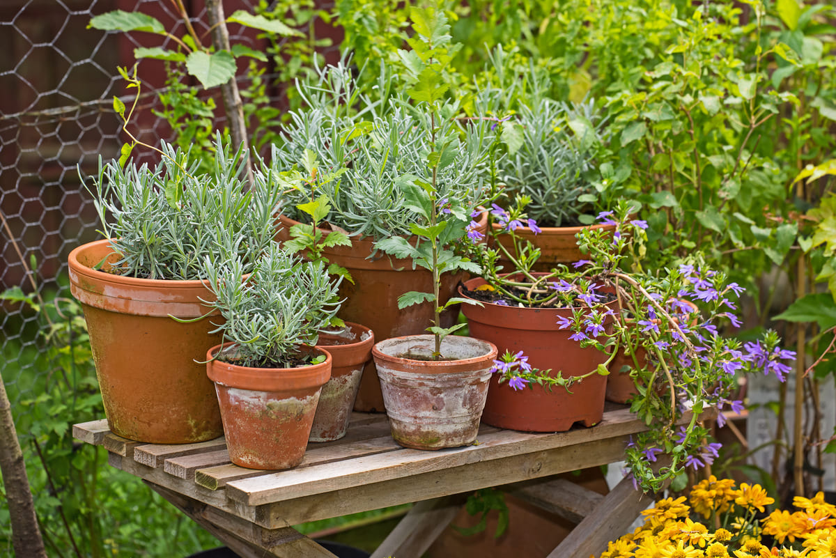 Kruiden zaaien: zo maak je je eigen kruidentuin