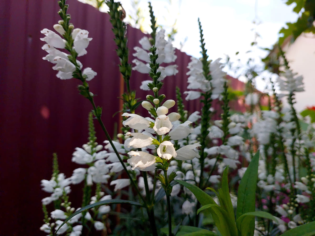 wat is een moongarden