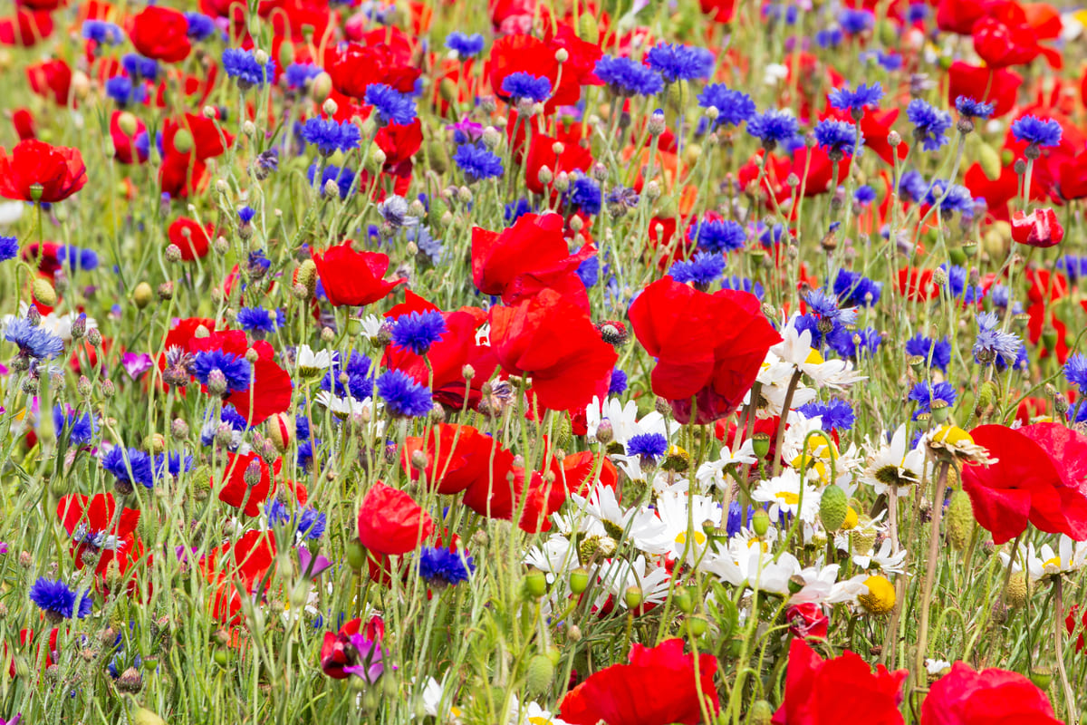 zo maak je je tuin aantrekkelijk