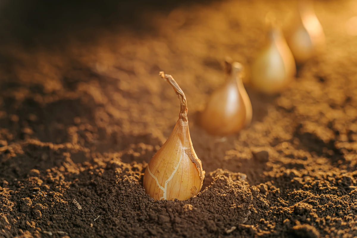 Tips voor het telen van pootgoed