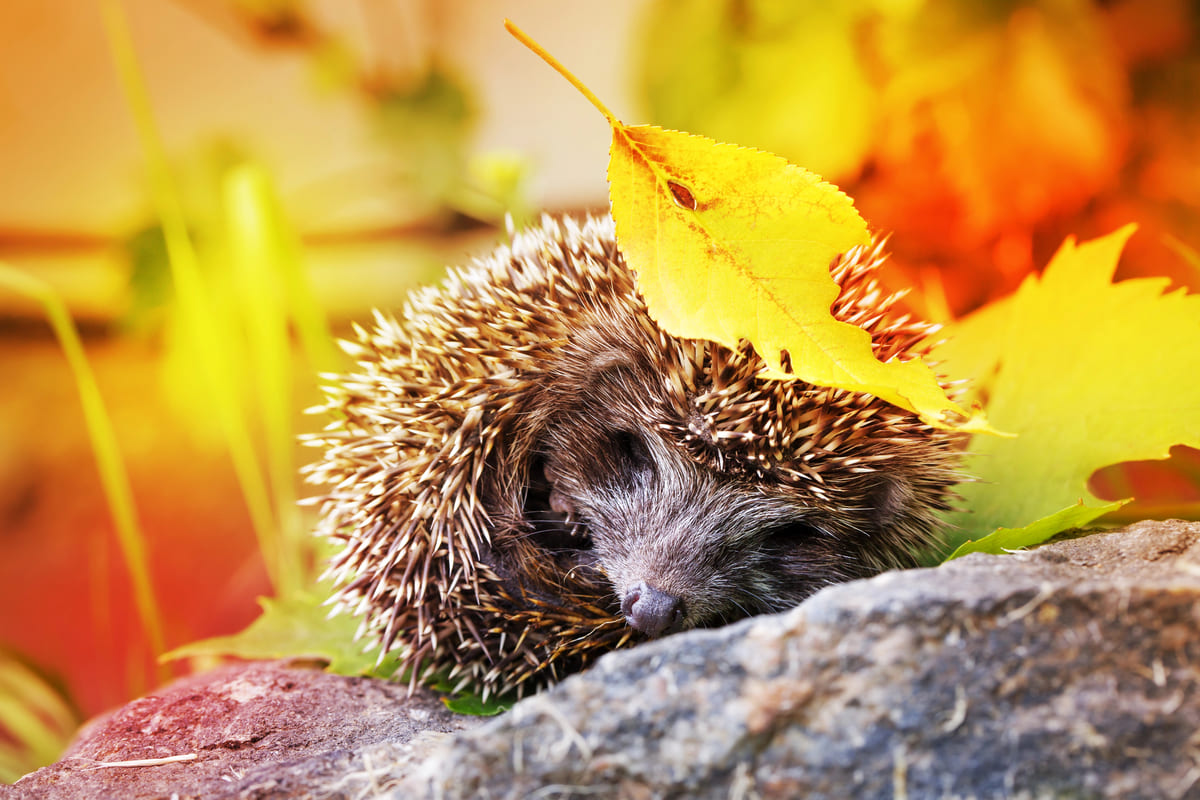 egels als stille helpers van de tuin