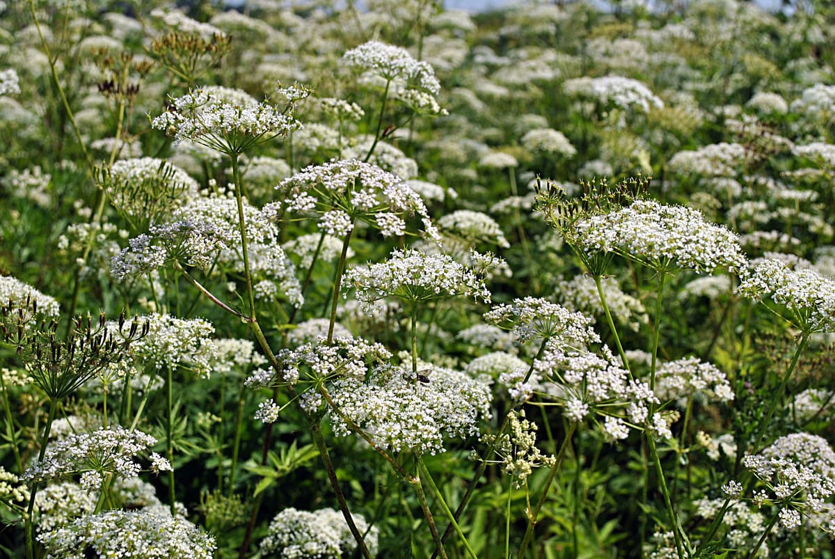 Natuurlijk bestrijden: zaai deze beschermplanten