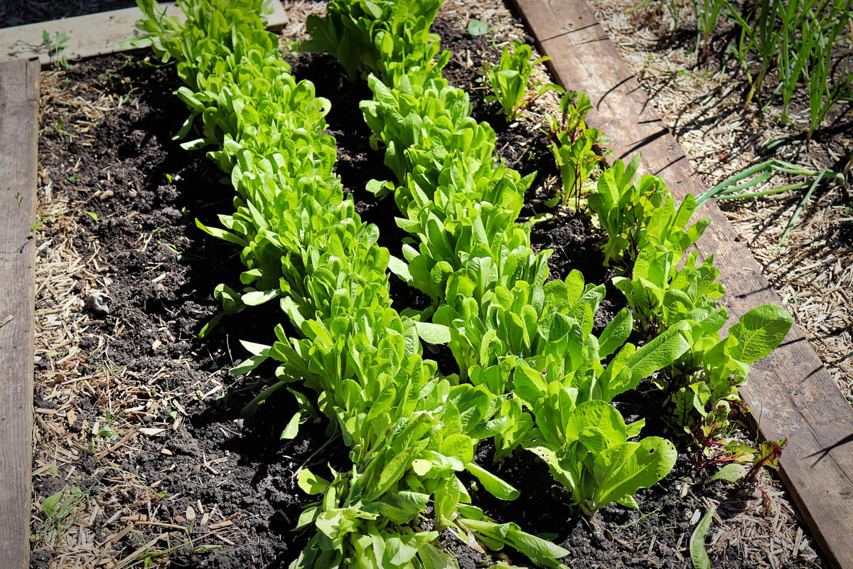 Zaaien in lege vakken