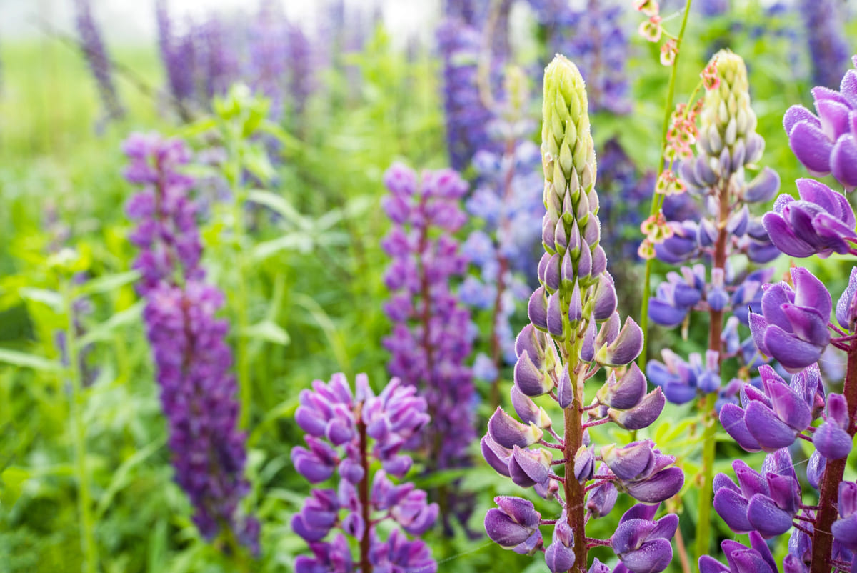 Groenbemesters: veelzijdige bodemverbeteraars
