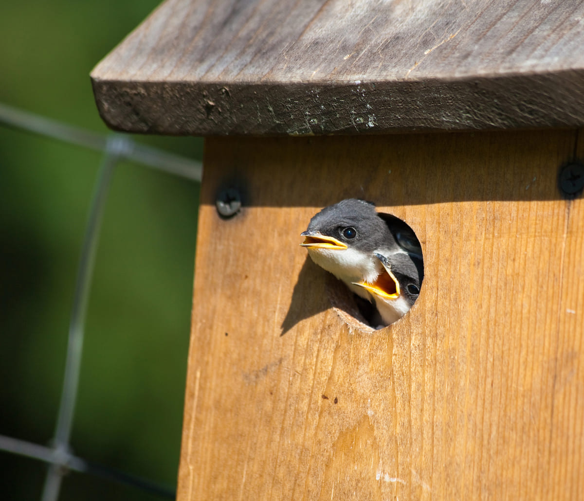 een duurzame tuin voor vogels
