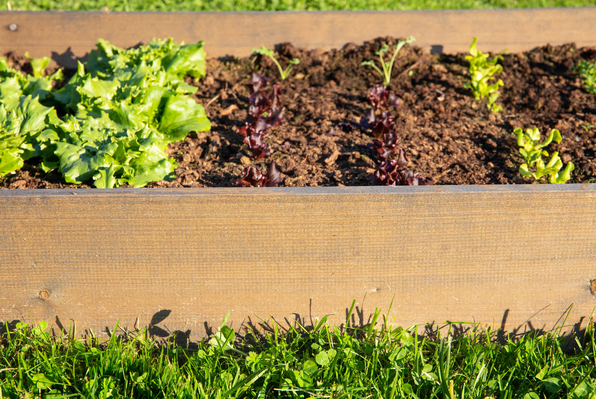 Weeuwenteelt: zaaien in de herfst voor een vroege voorjaarsoogst