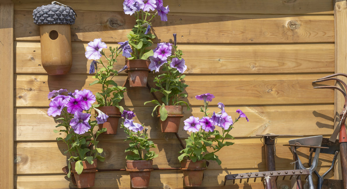 welke planten bij een balkon op het zuiden
