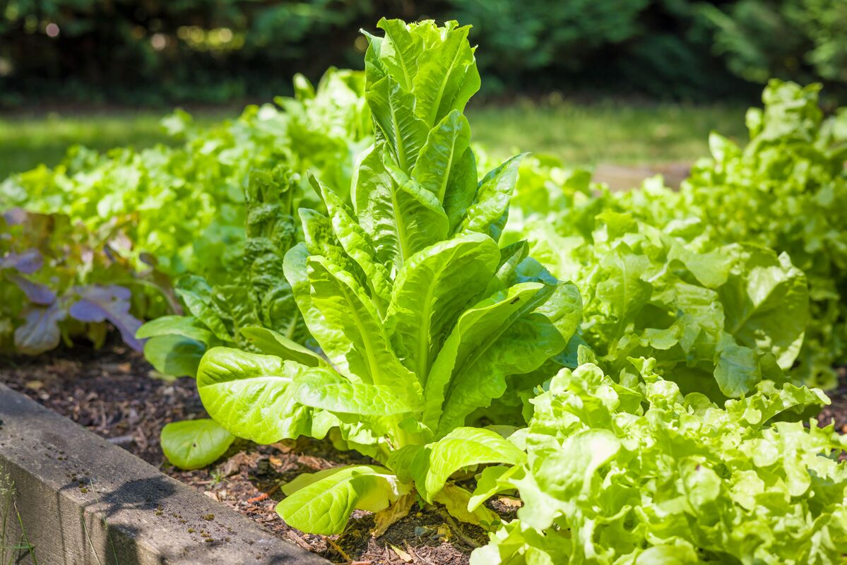 Hoe komt het dat planten doorschieten?