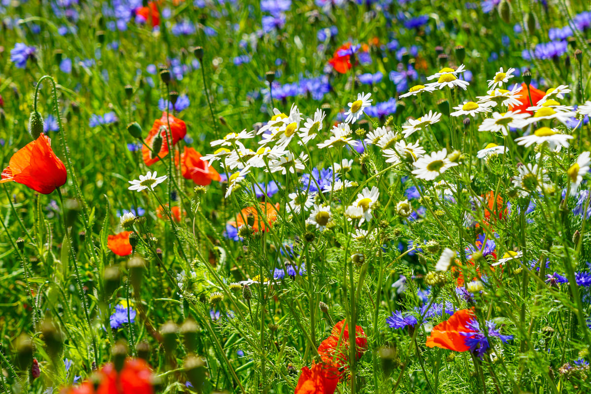 wat is het nut van veldbloemen