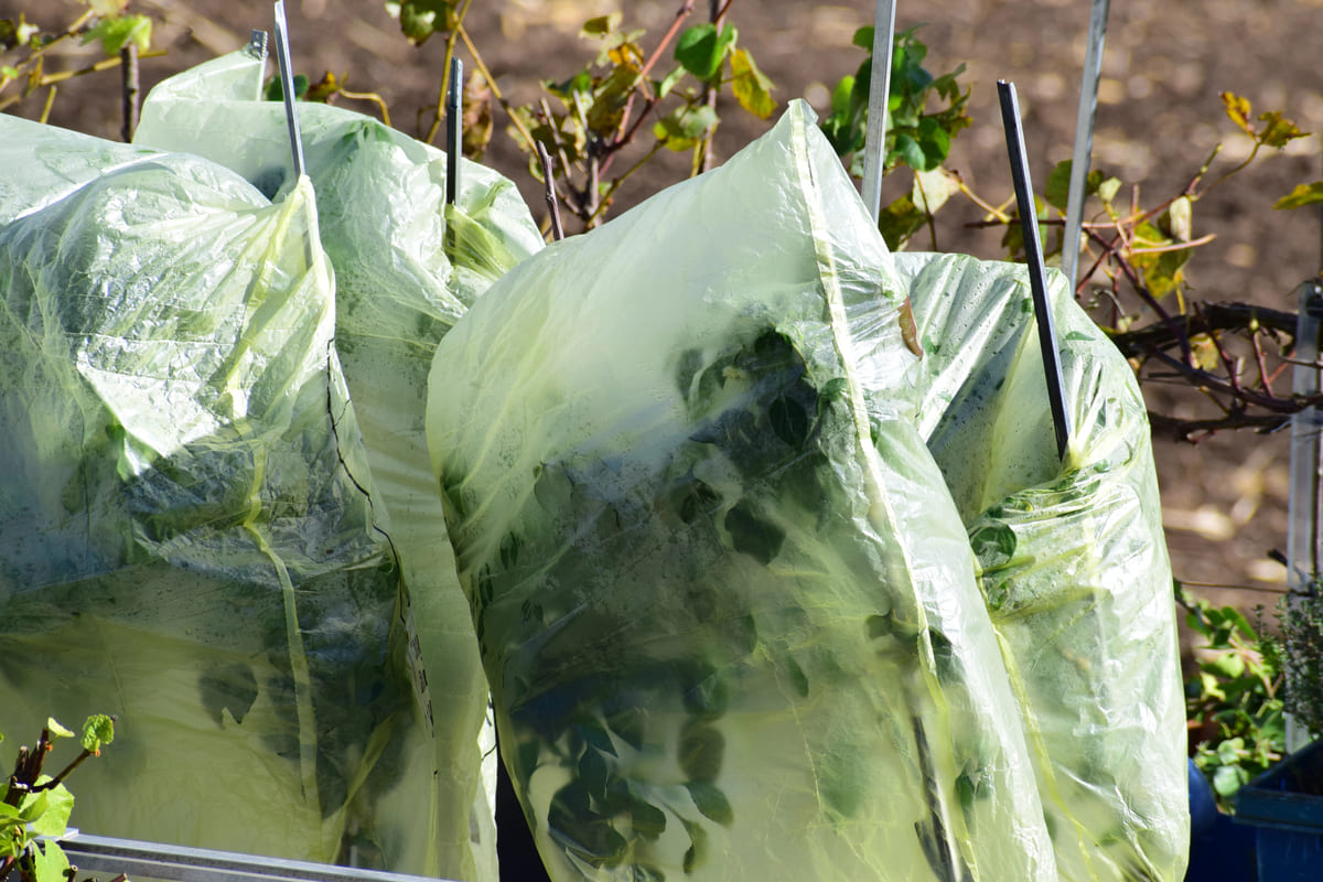 planten tegen vorst beschermen