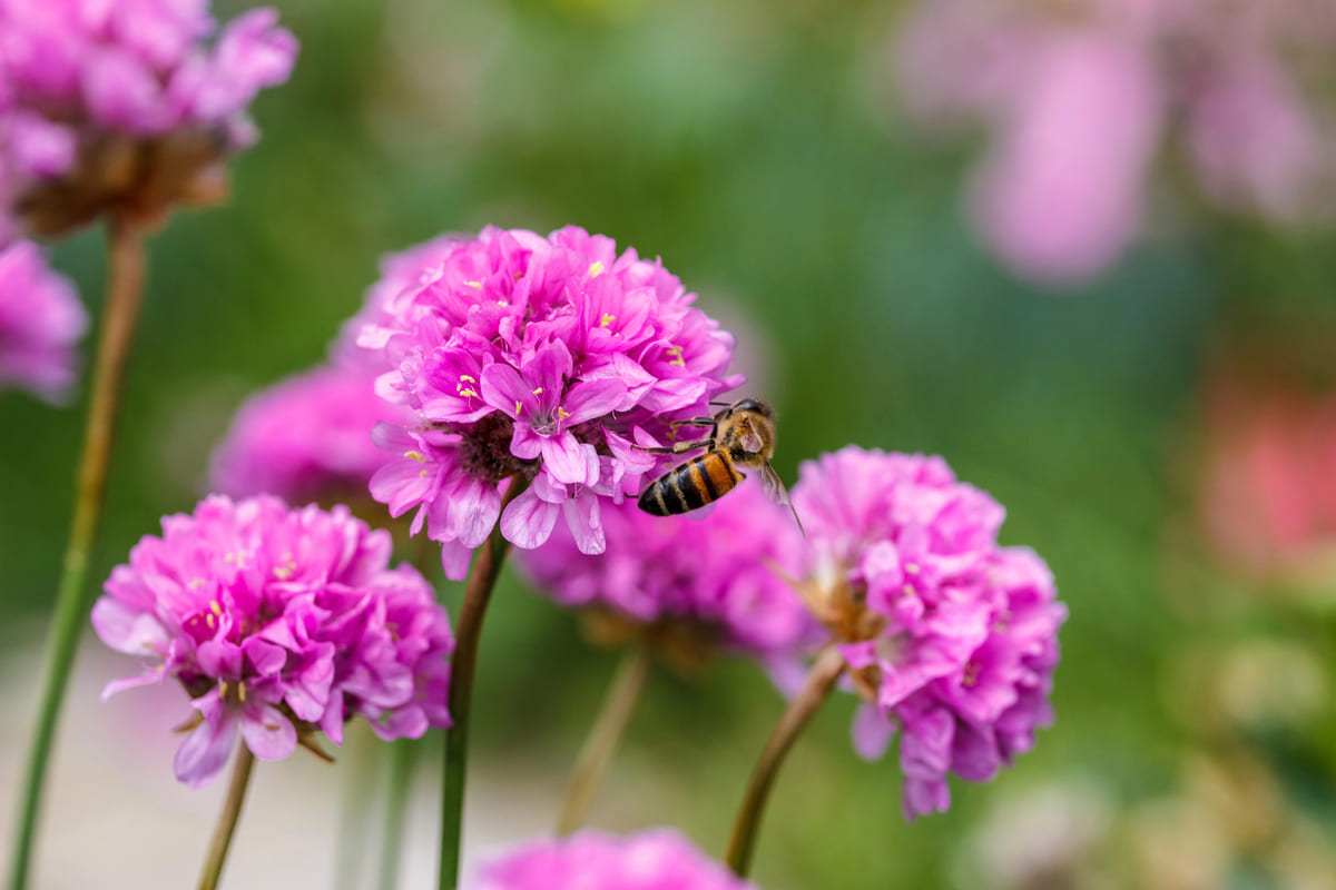 Alles over bloembollen planten