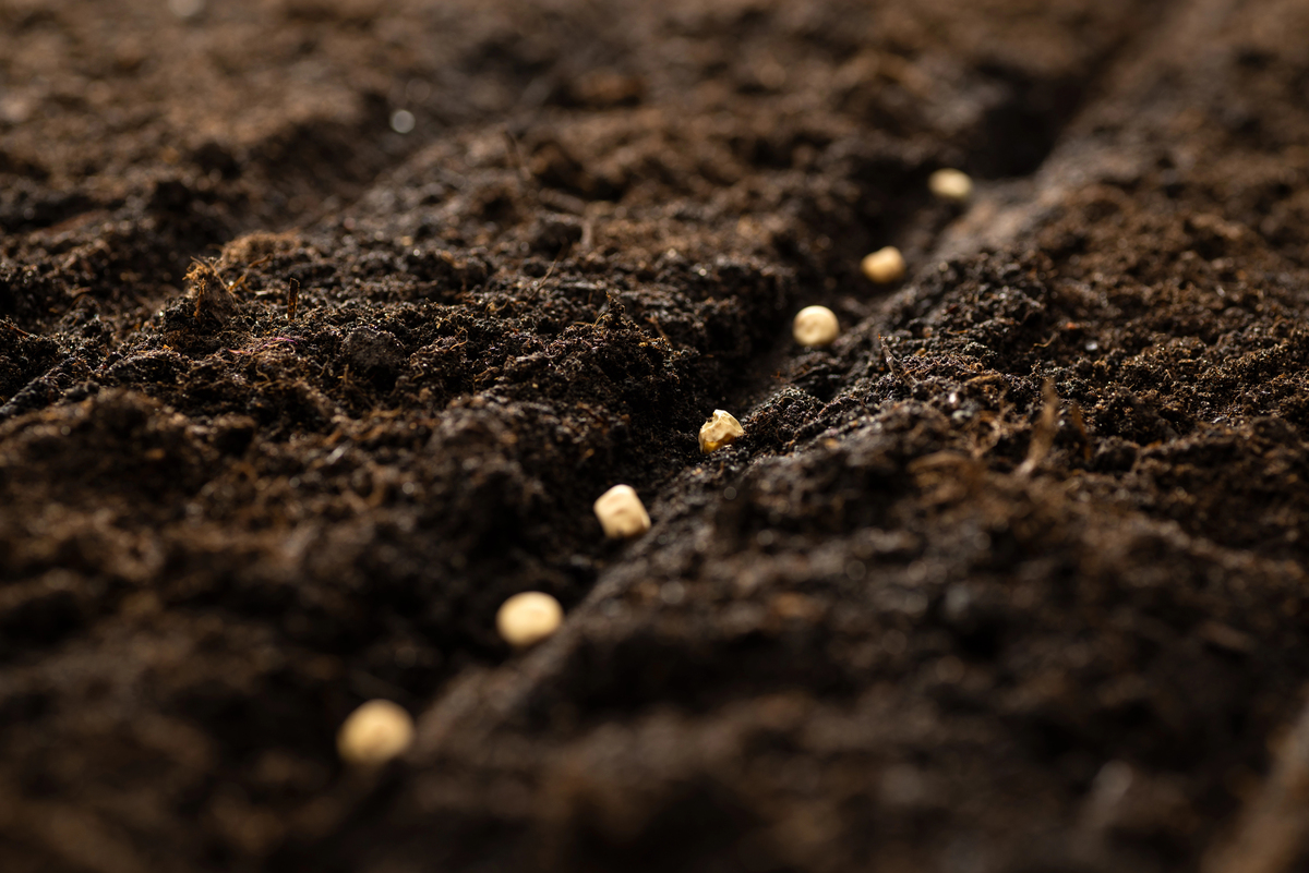 bloemen zaaien in vollegrond