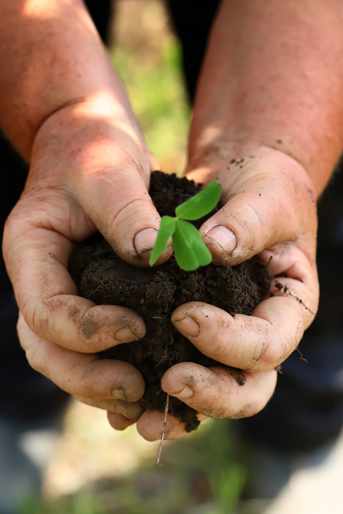 IJsheiligen: zaaien en planten in de vollegrond