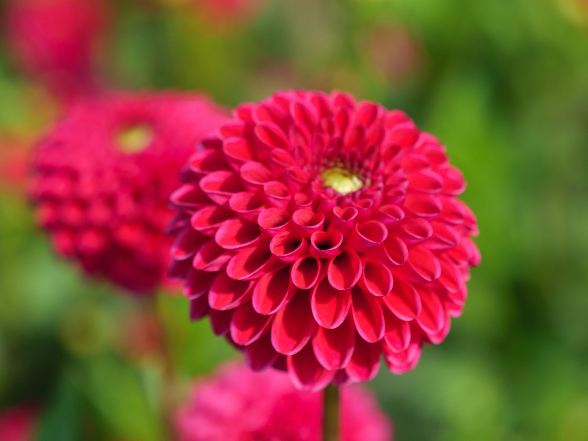 Bloeiende zomerbollen in de tuin