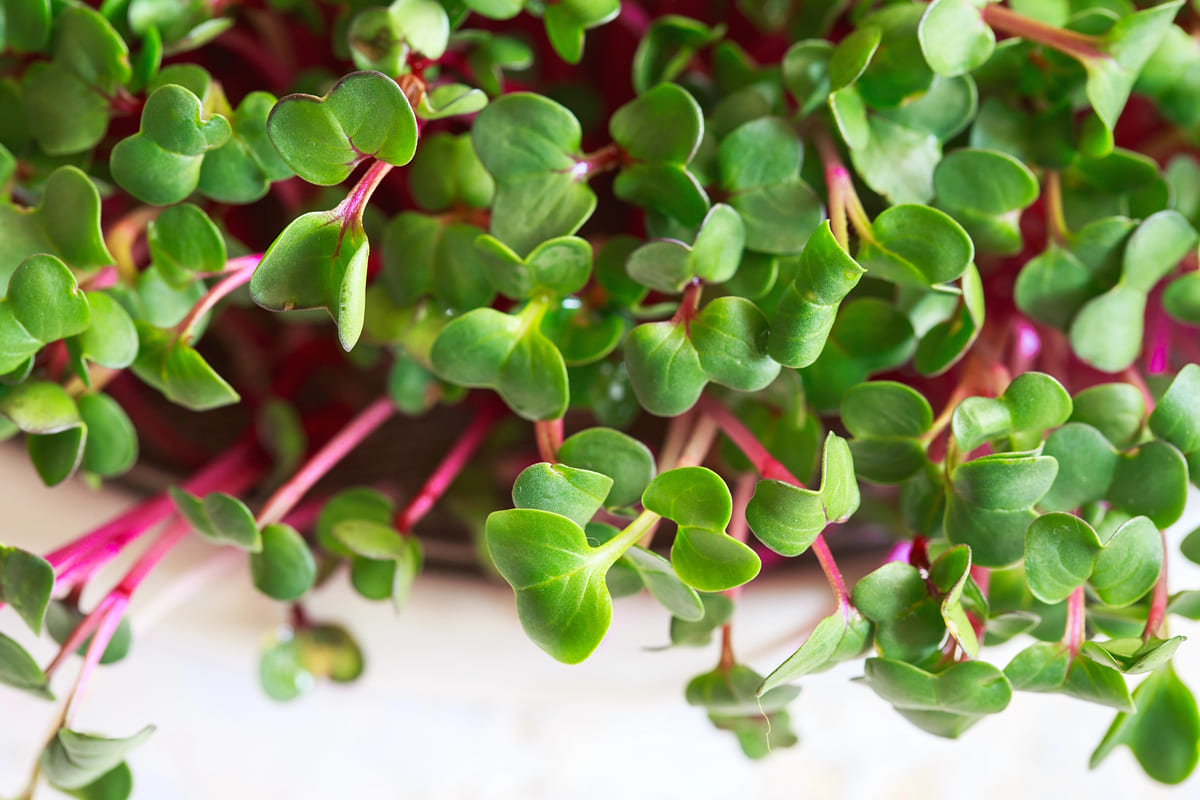 Buzzy Microgreens: zo kweek je kiemgroenten