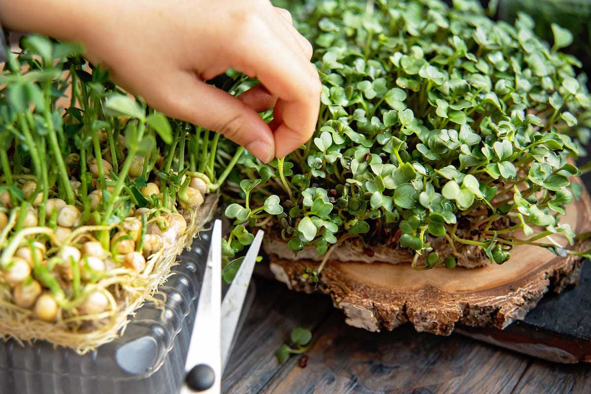 Buzzy Microgreens: zo kweek je kiemgroenten