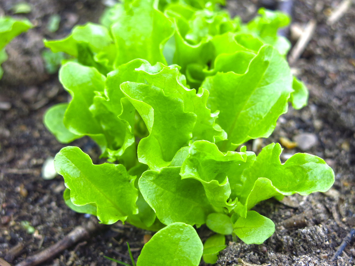 groeneten zaaien in de zomer