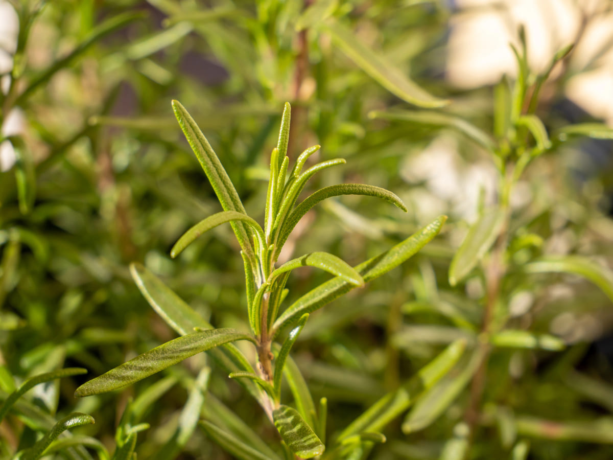 Houtige kruiden snoeien; zo doe je dat!