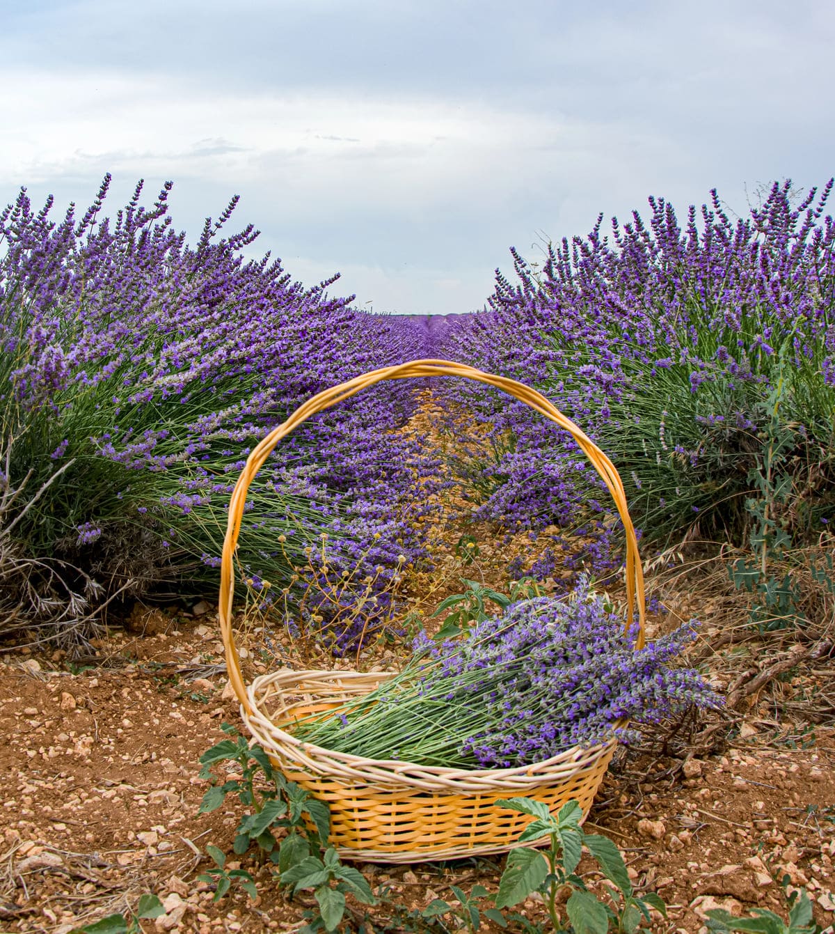 hoe en wanneer snoeien