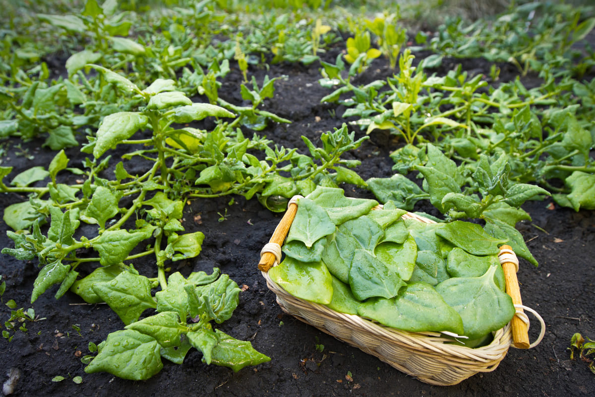 Zaaien & oogsten binnen 6 weken