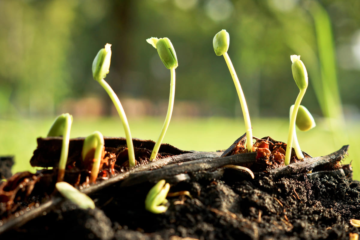 Waarom zaden niet kiemen
