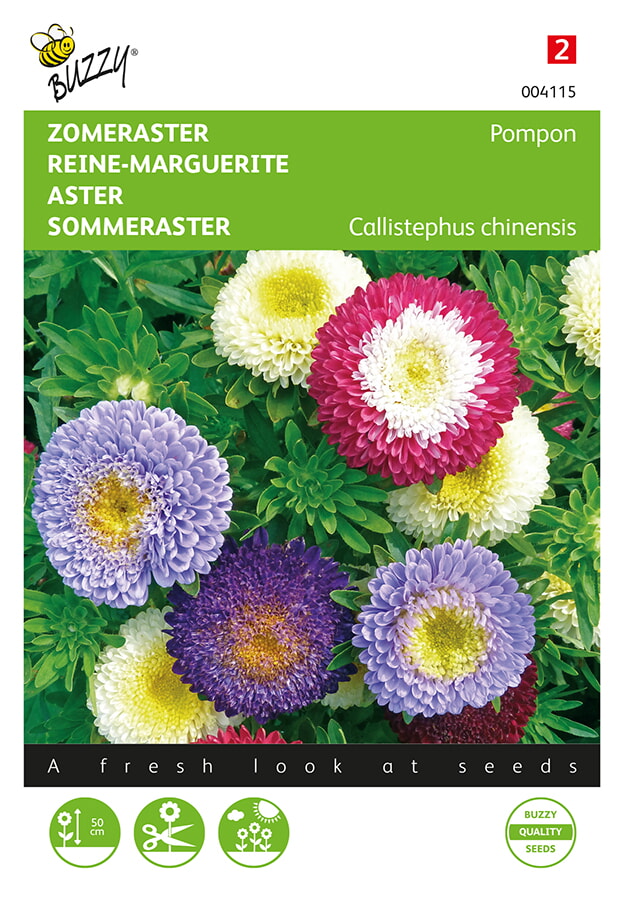 Buzzy Zomeraster Zaden Pompon